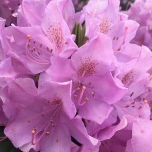 Meet your Posher, Hailey